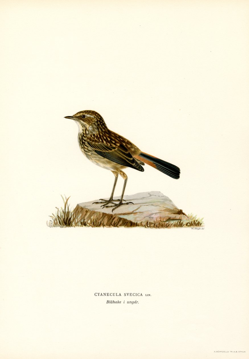 Bluethroat (renkli taş) by Magnus Ferdinand and Wilhelm von Wright
