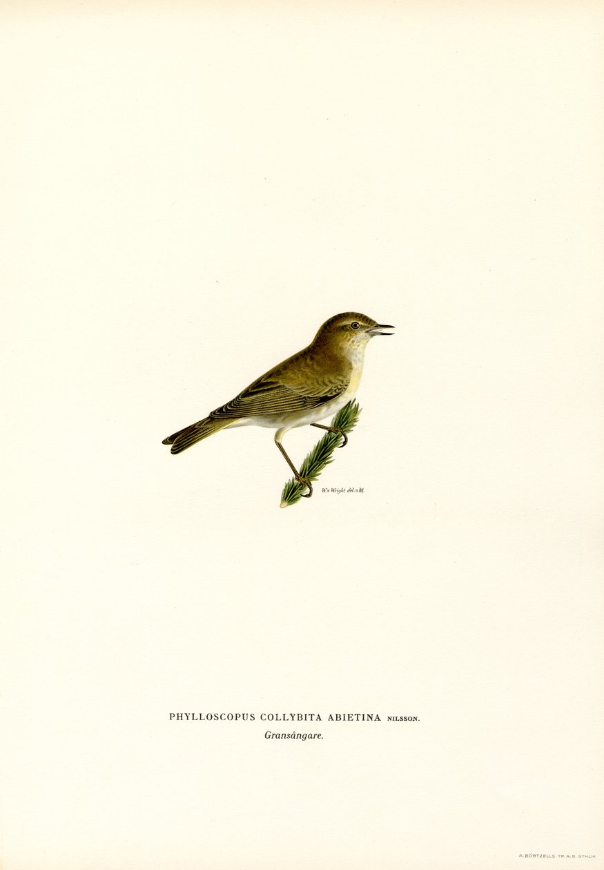 Chiffchaff (renkli lito) by Magnus Ferdinand and Wilhelm von Wright
