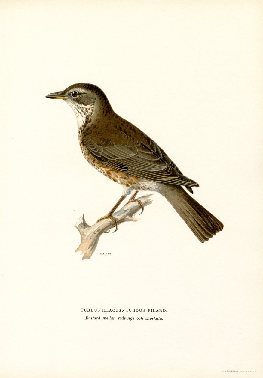 Fieldfare (renkli taş) by Magnus Ferdinand and Wilhelm von Wright