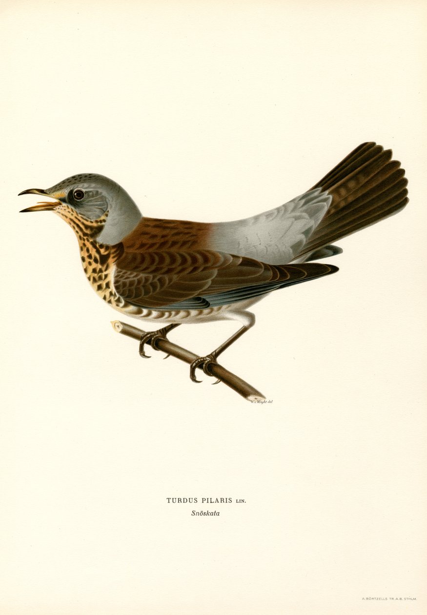 Fieldfare (renkli taş) by Magnus Ferdinand and Wilhelm von Wright