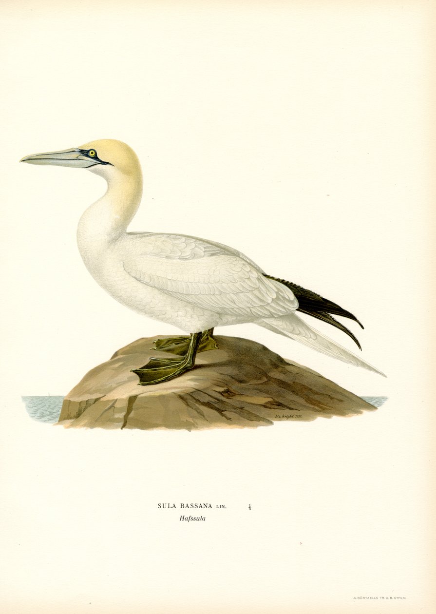 Cennet (siyah taş) by Magnus Ferdinand and Wilhelm von Wright