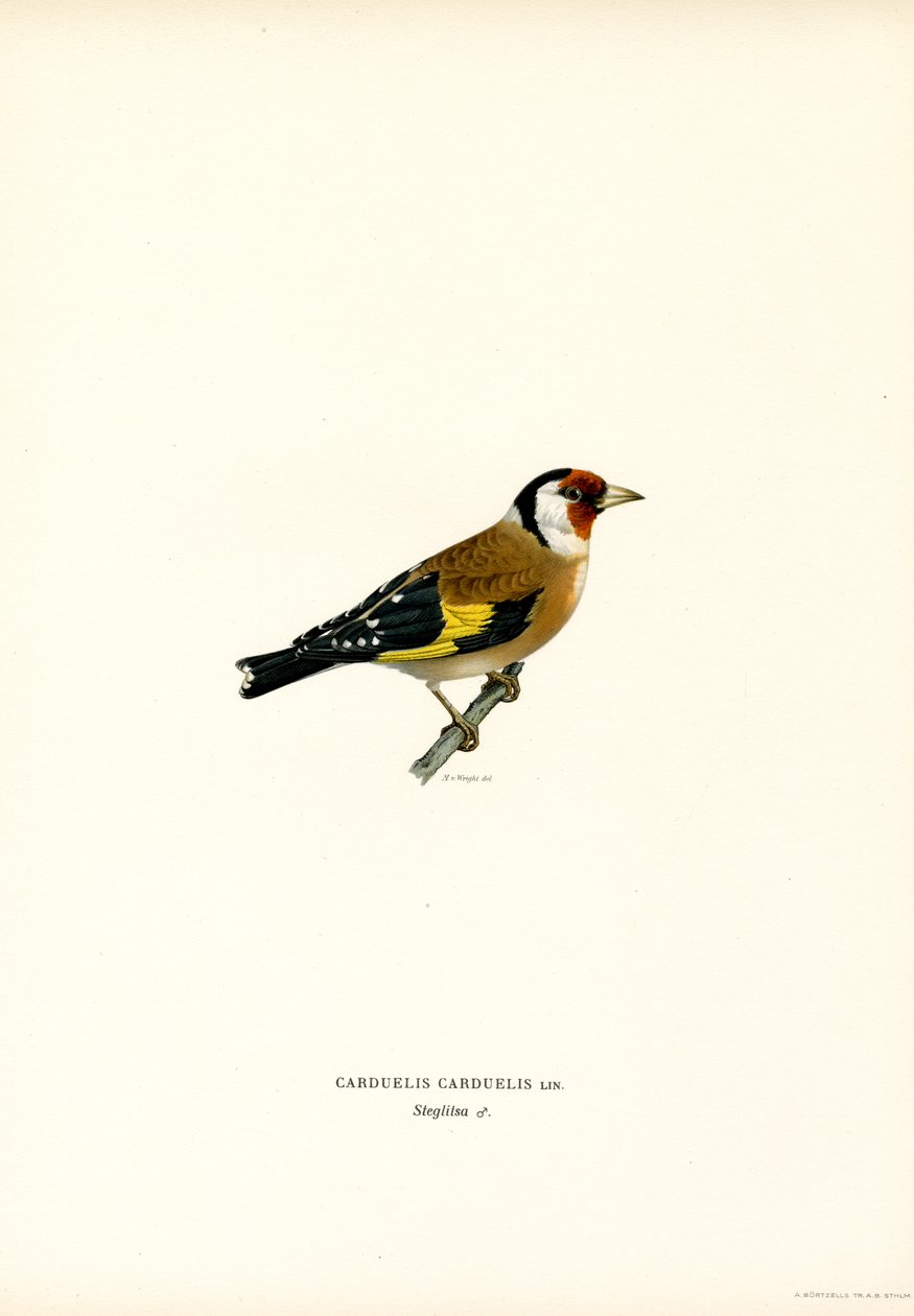 Saka kuşu (renkli taş) by Magnus Ferdinand and Wilhelm von Wright