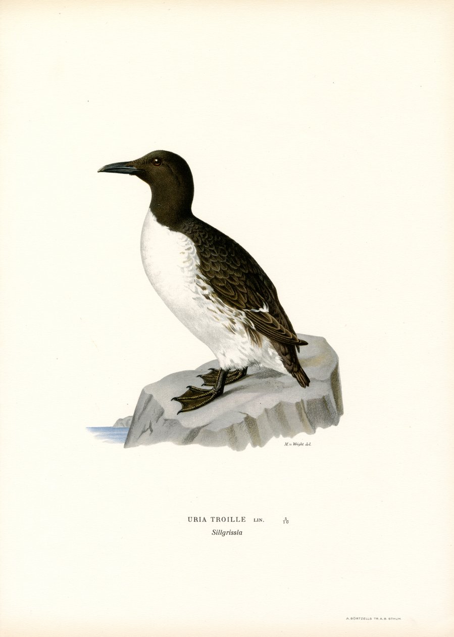 Guillemot (renkli taş) by Magnus Ferdinand and Wilhelm von Wright