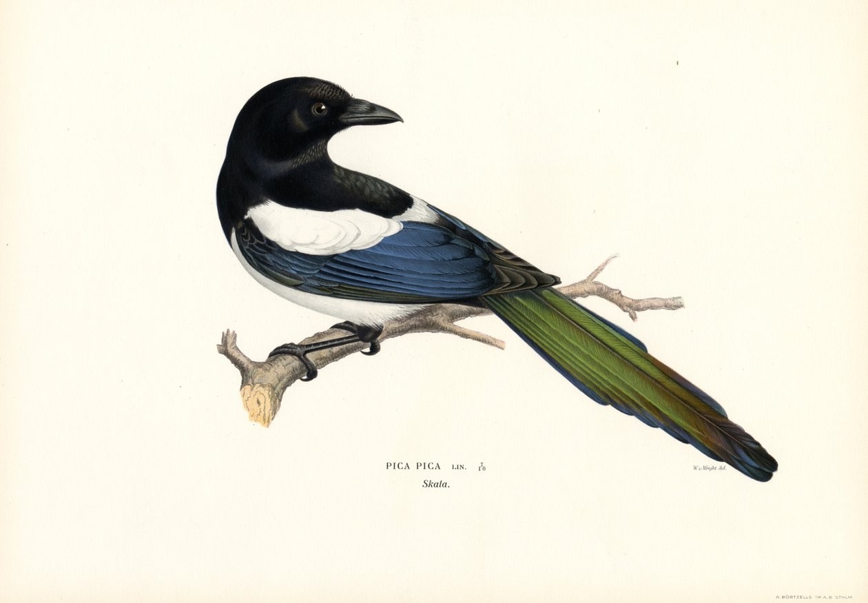 Saksağan (renkli taş) by Magnus Ferdinand and Wilhelm von Wright