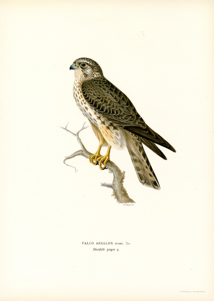 Merlin (renkli taş) by Magnus Ferdinand and Wilhelm von Wright