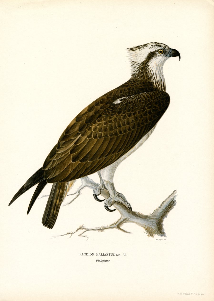 Osprey (renkli taş) by Magnus Ferdinand and Wilhelm von Wright