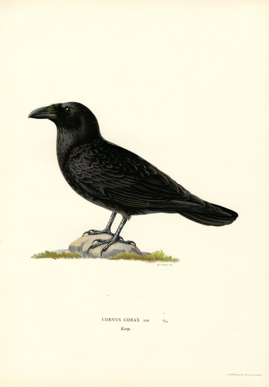 Kuzgun (renkli taş) by Magnus Ferdinand and Wilhelm von Wright
