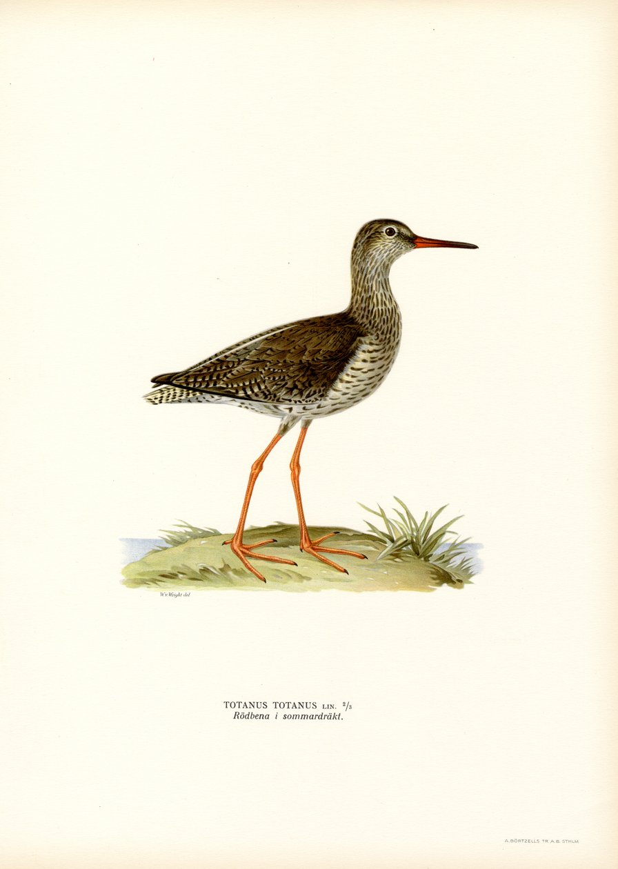 Redshank (renkli taş) by Magnus Ferdinand and Wilhelm von Wright
