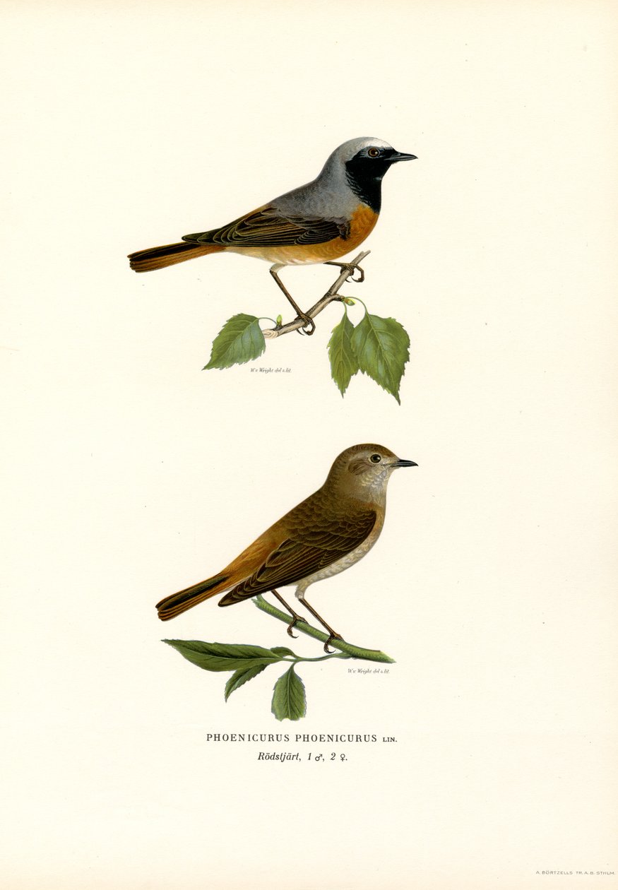 Redstart (renkli lito) by Magnus Ferdinand and Wilhelm von Wright
