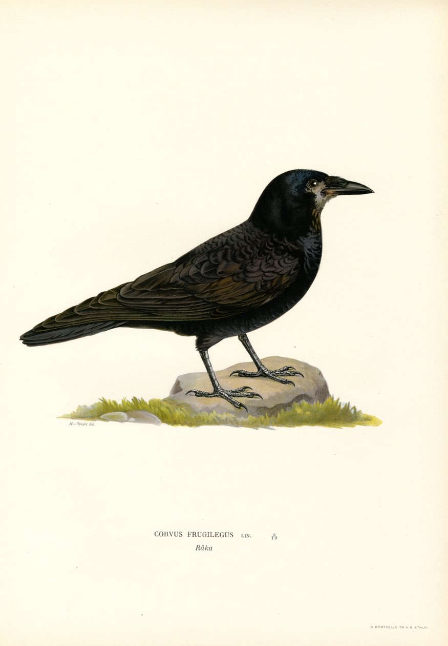 Kale (renkli taş) by Magnus Ferdinand and Wilhelm von Wright