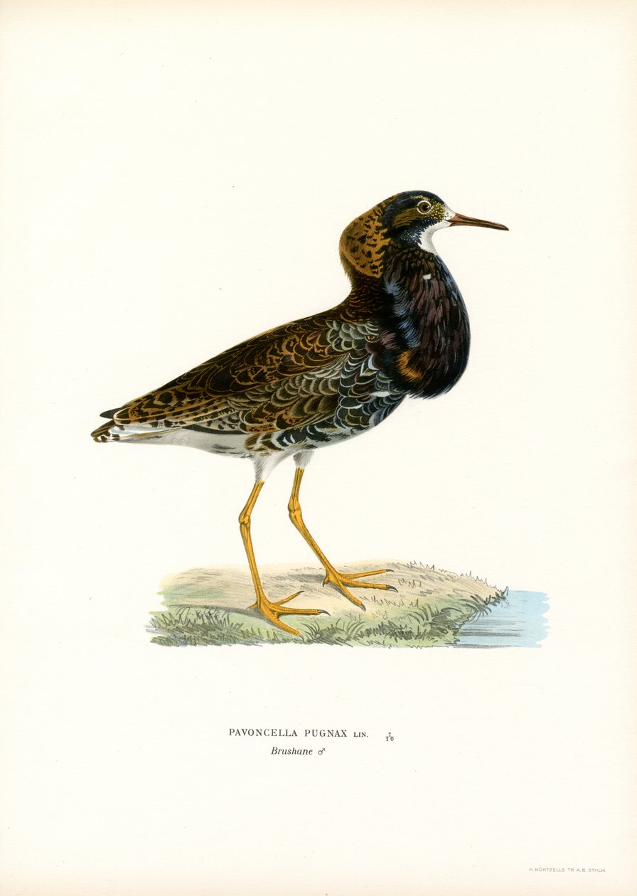 Ruff (renkli lito) by Magnus Ferdinand and Wilhelm von Wright