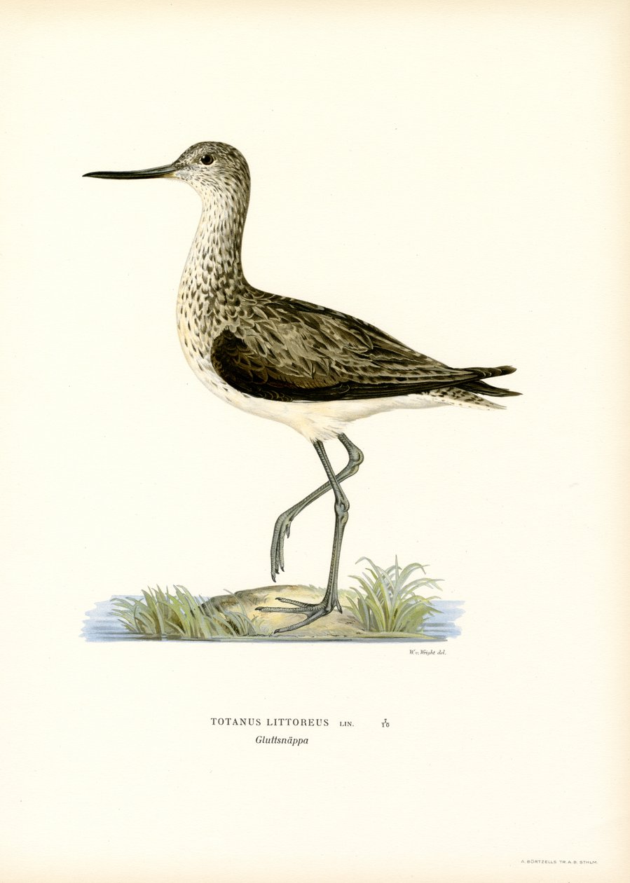 Sandpiper (renkli taş) by Magnus Ferdinand and Wilhelm von Wright