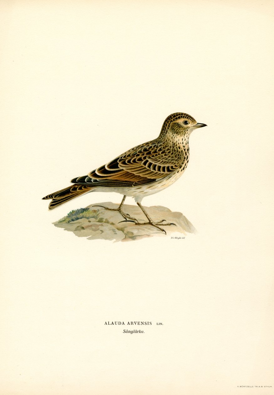 Skylark (renkli taş) by Magnus Ferdinand and Wilhelm von Wright