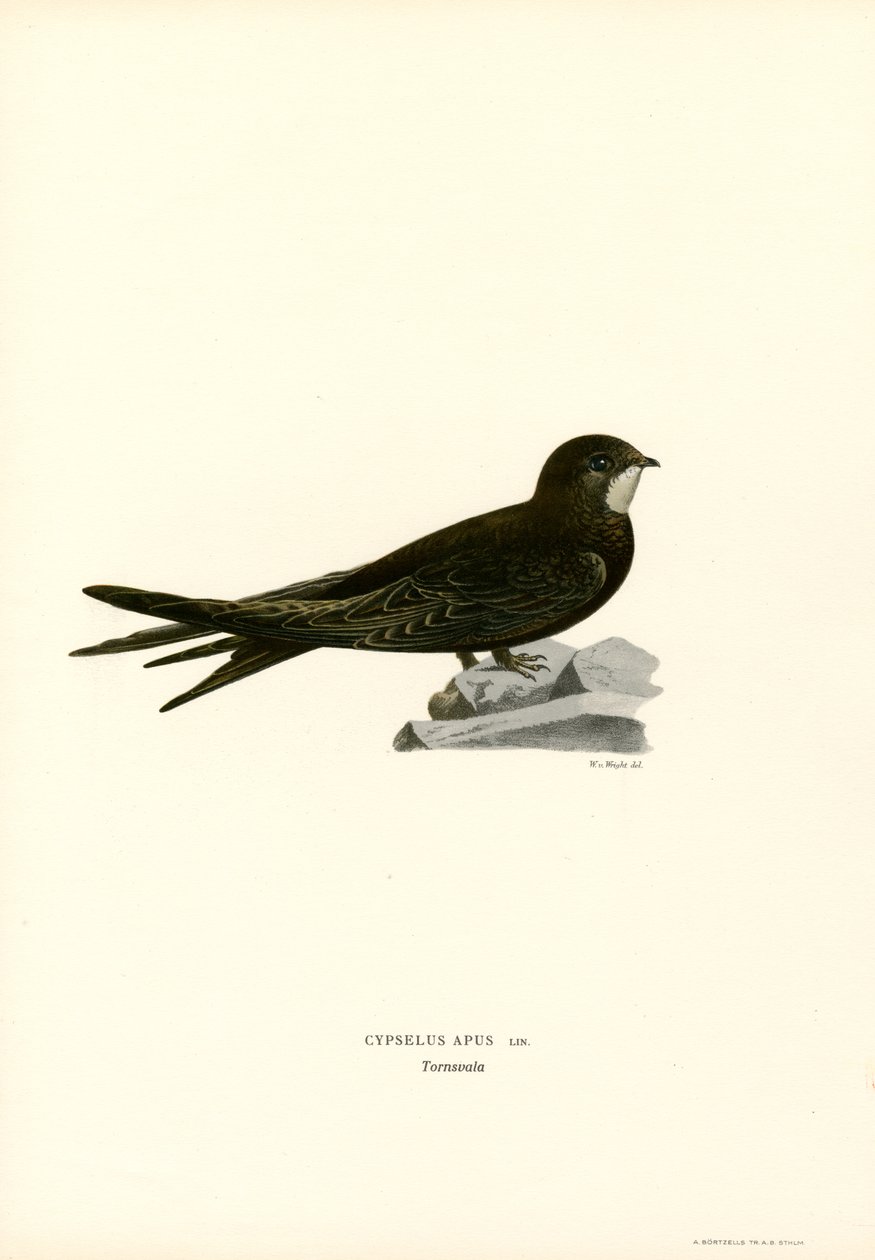 Swift (renkli taş) by Magnus Ferdinand and Wilhelm von Wright