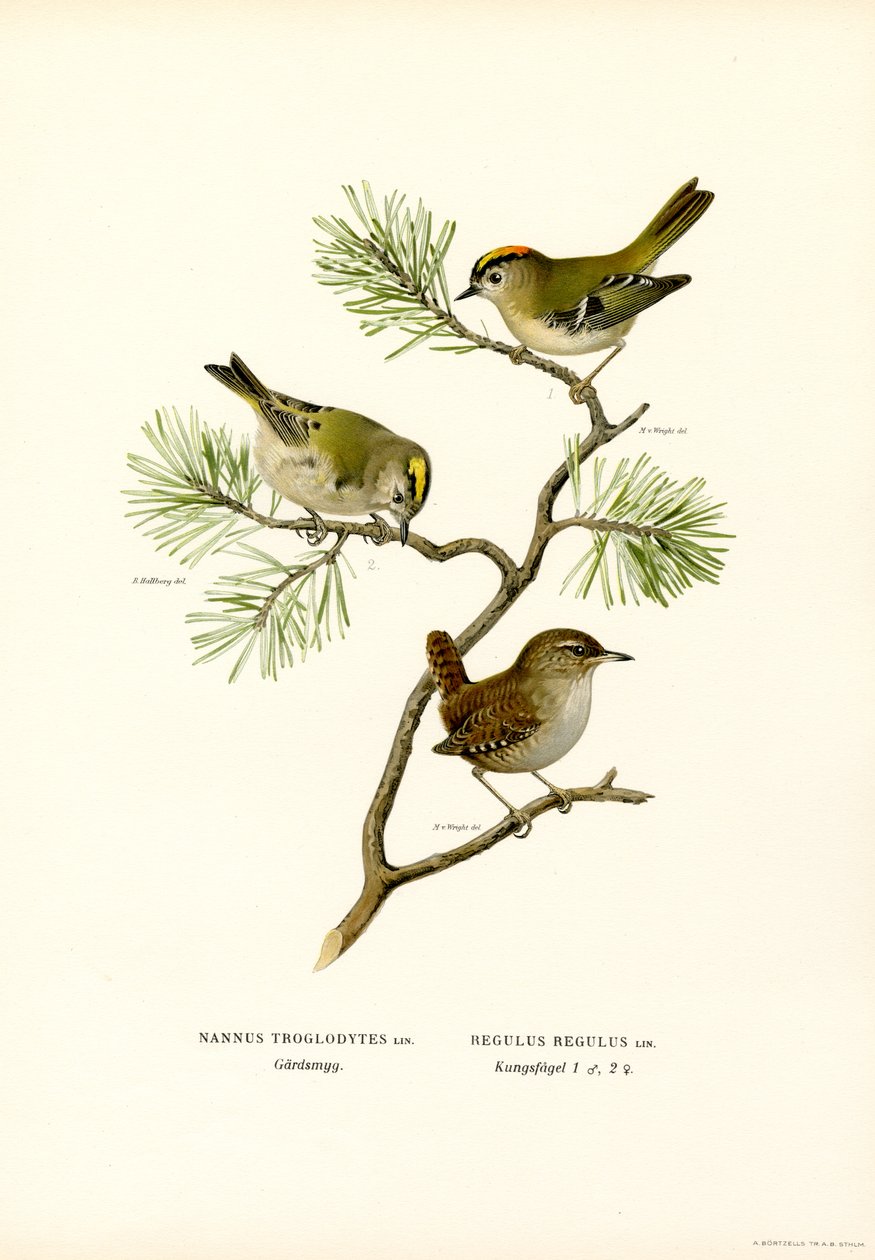 çit kuşu (renkli taş) by Magnus Ferdinand and Wilhelm von Wright