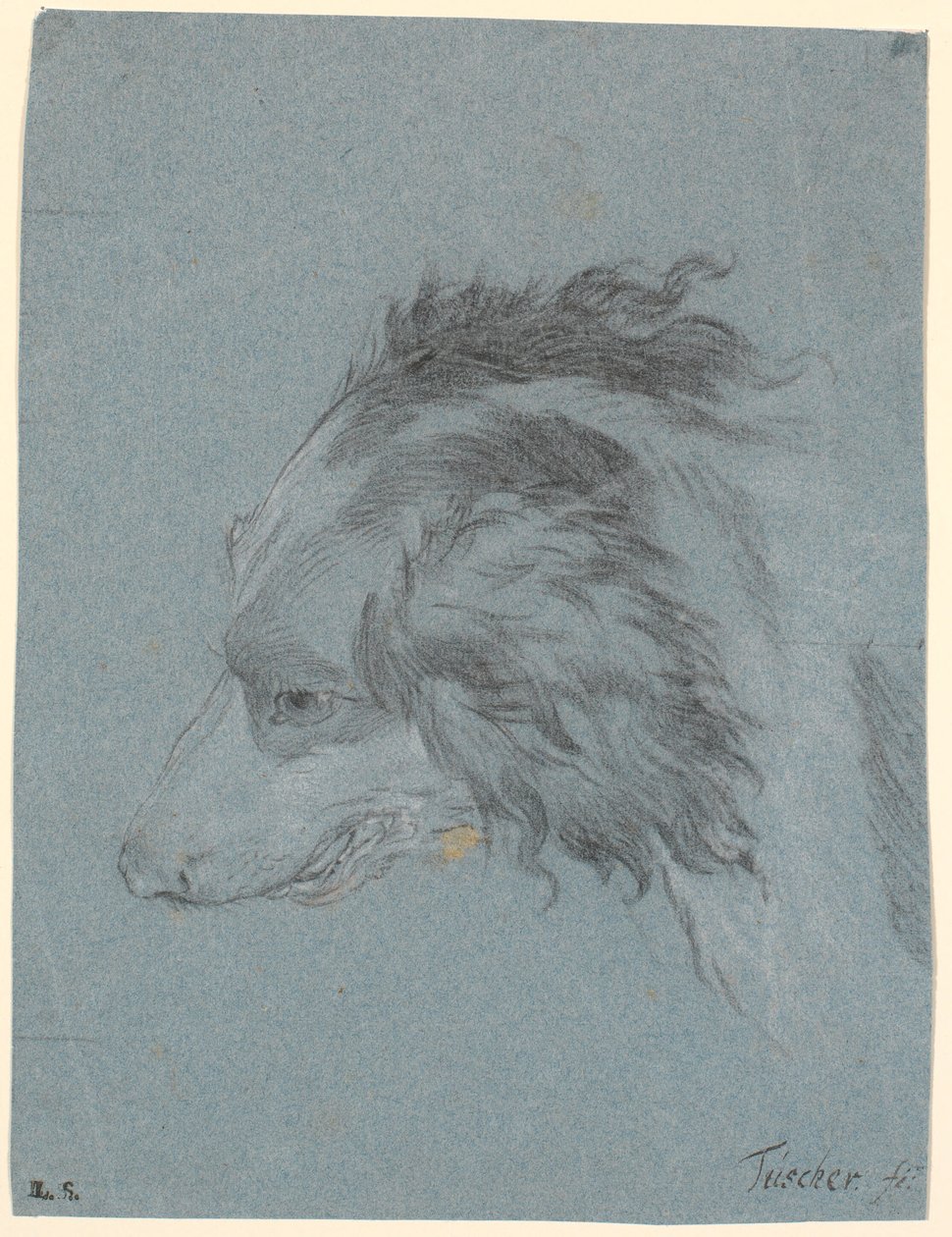 Bir köpeğin kafası by Marcus Tuscher