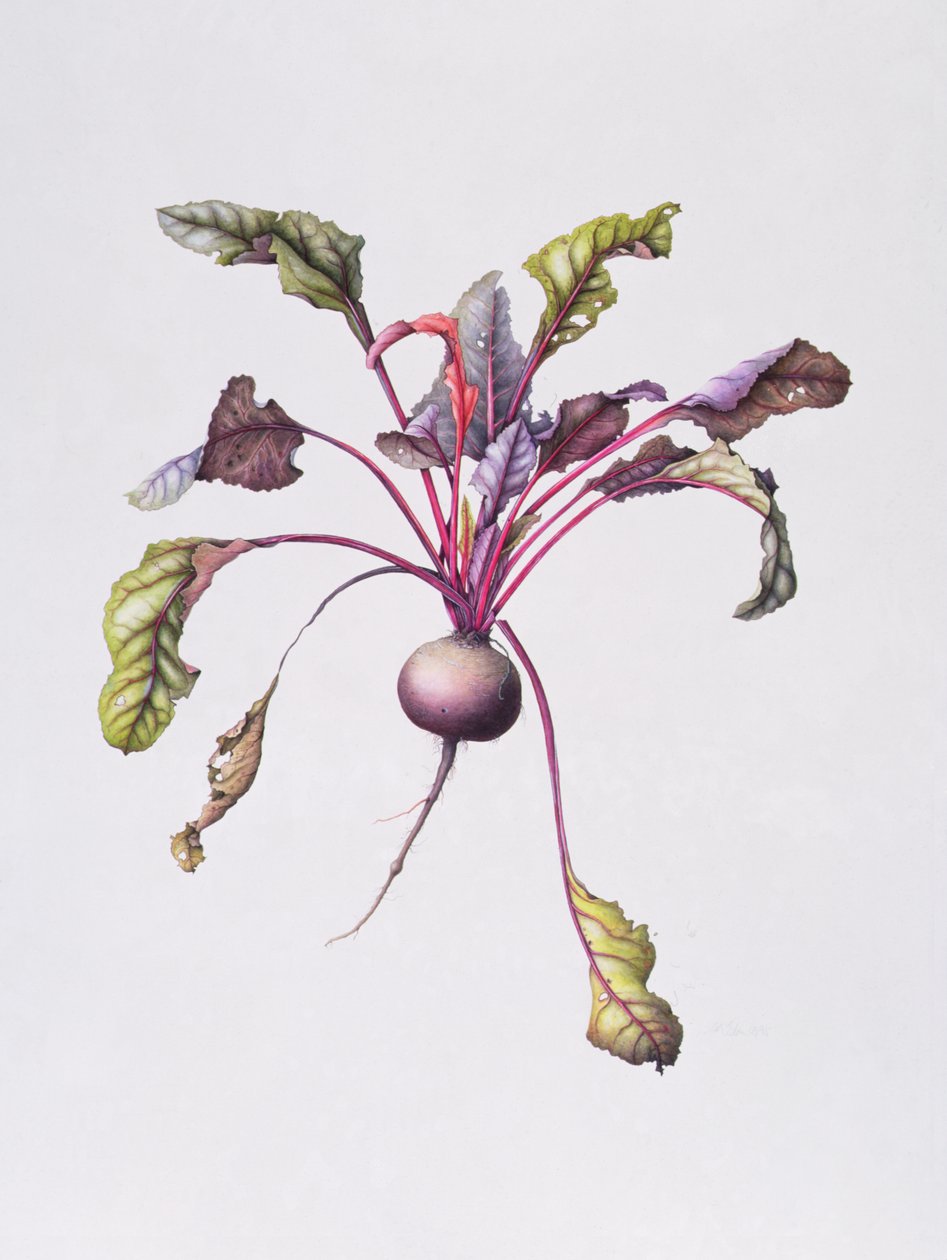 Pancar, 1995 (kağıt üzerinde wc) by Margaret Ann Eden