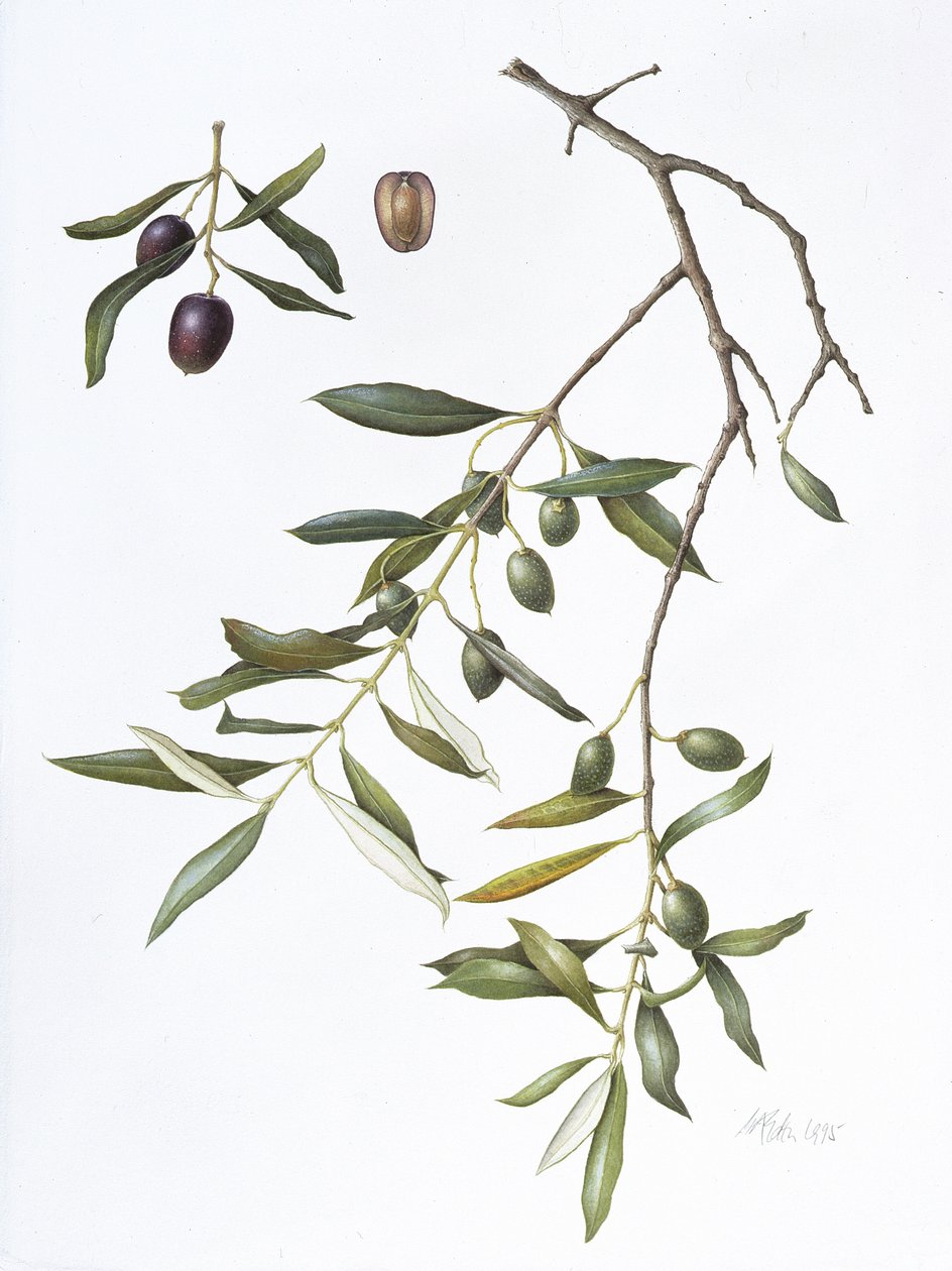 Zeytin, 1995 (kağıt üzerinde wc) by Margaret Ann Eden