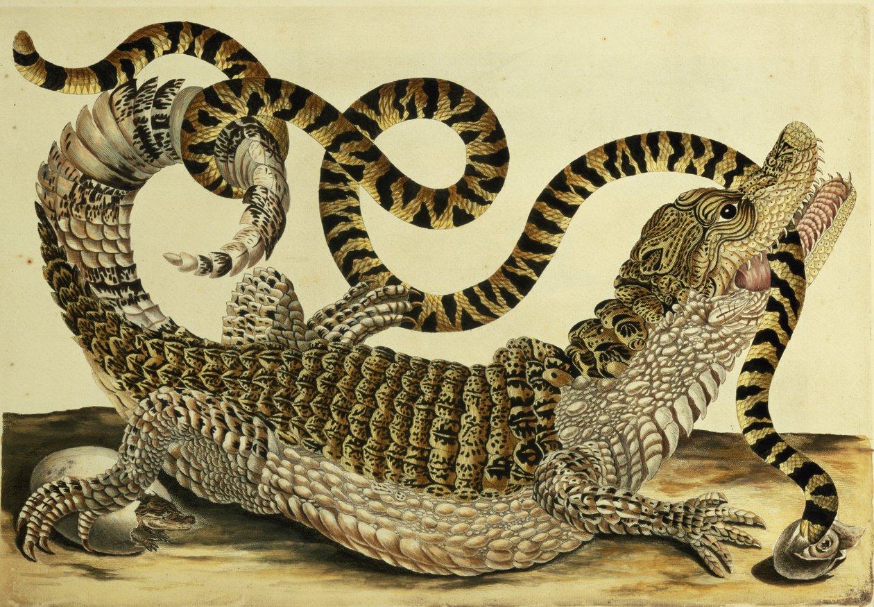 Timsah ve Yılan, 1730 by Maria Sibylla Merian