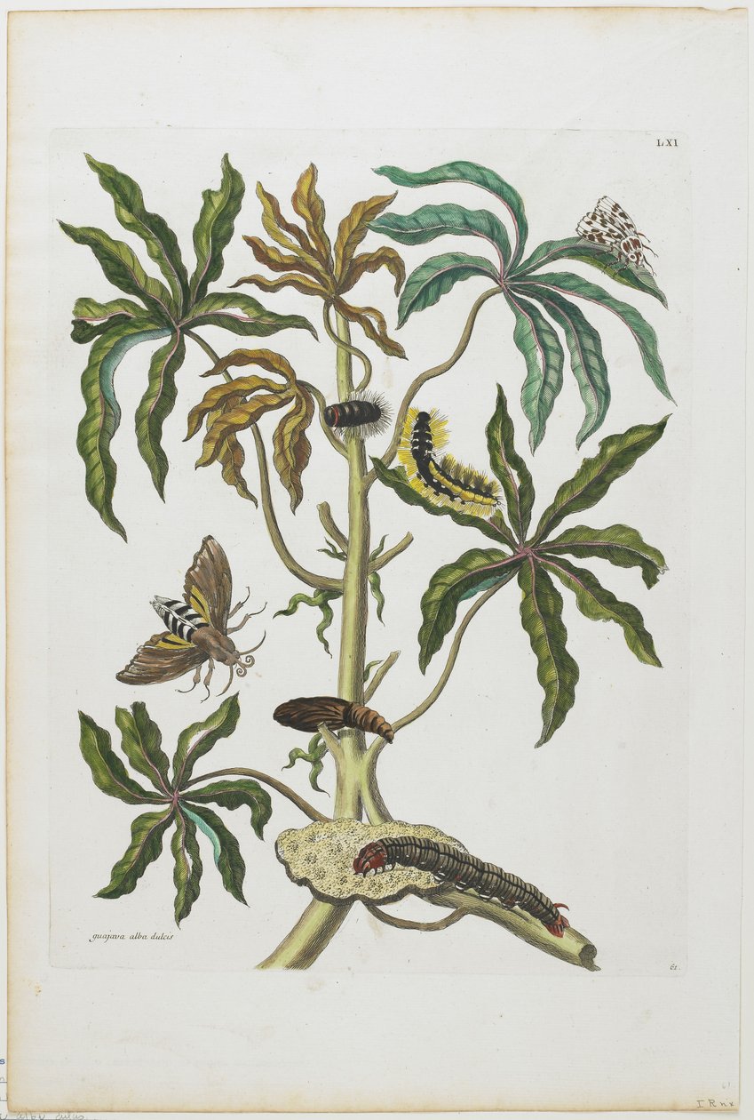 Tırtıllar ve Yapraklı Böcekler, 1705-71 (el renginde gravür ve gravür) by Maria Sibylla Merian