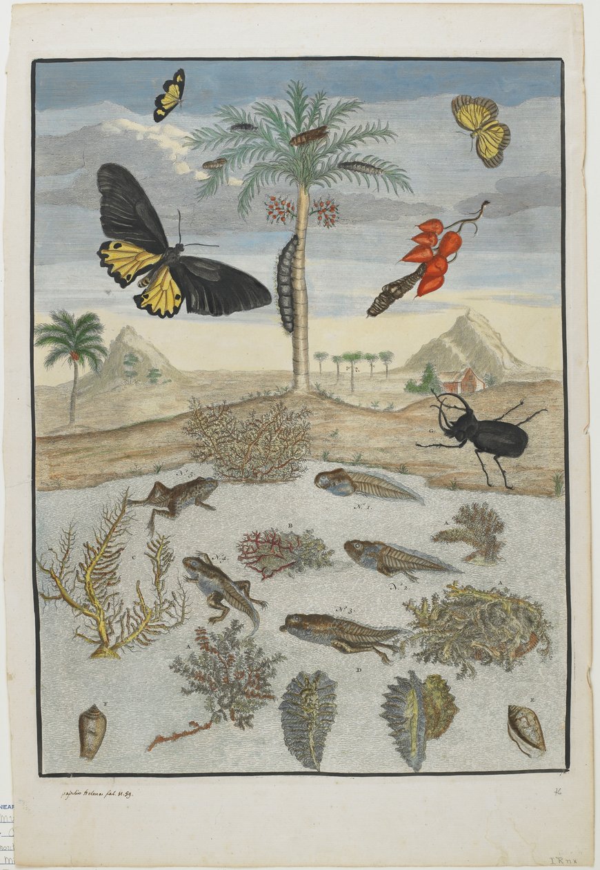 Ada Arkaplanlı Böcekler ve Balıklar, 1705-71 (el boyaması gravür ve gravür) by Maria Sibylla Merian