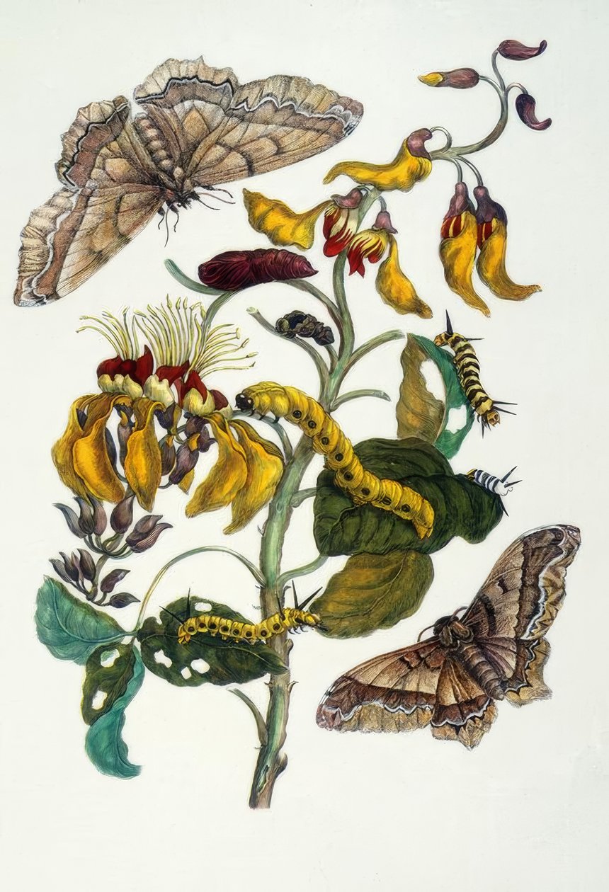 MS Merian, mercan ağacı ve ipek örümcek by Maria Sibylla Merian