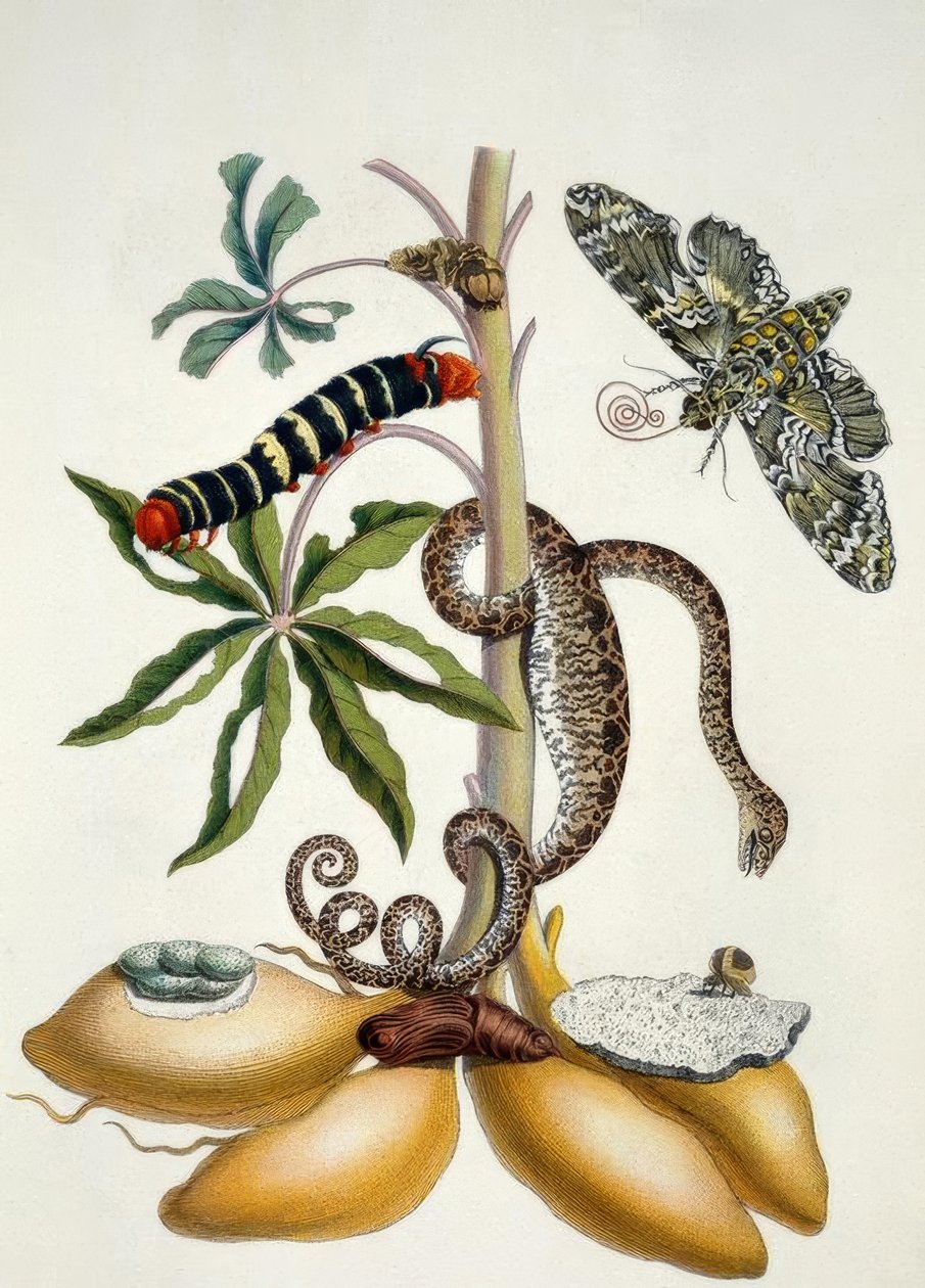 Maniok / M.S.Merian by Maria Sibylla Merian