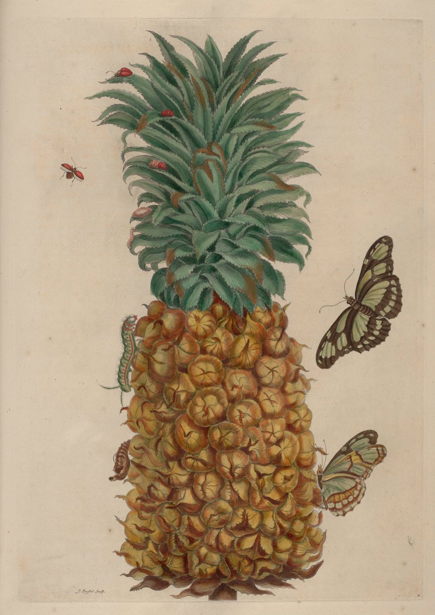 Ananas ve hamamböceği, Metamorfoz insektorum Surinamensium