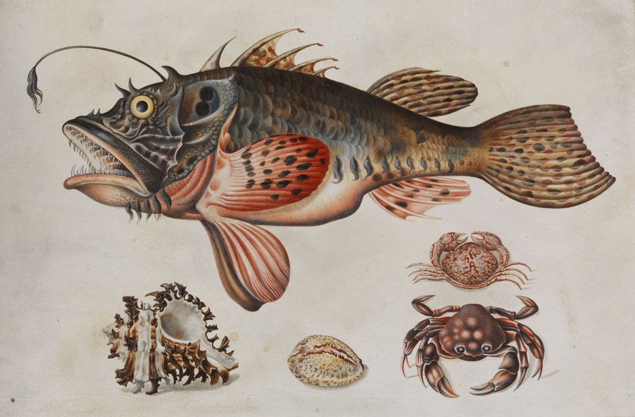 Derin deniz balıkları, yengeçler ve deniz salyangozları. by Maria Sibylla Merian
