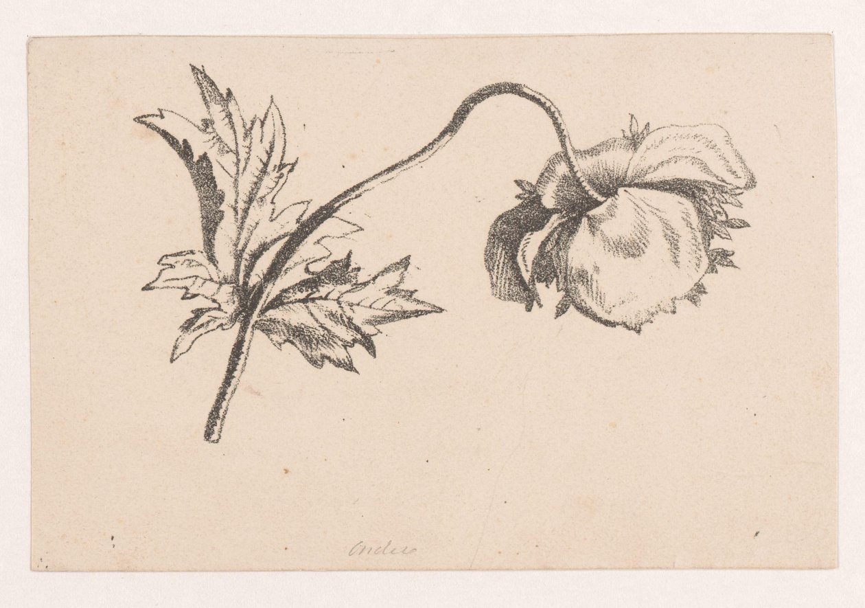 Haşhaş by Maria Geertruida de Goeje Barbiers (attributed to)