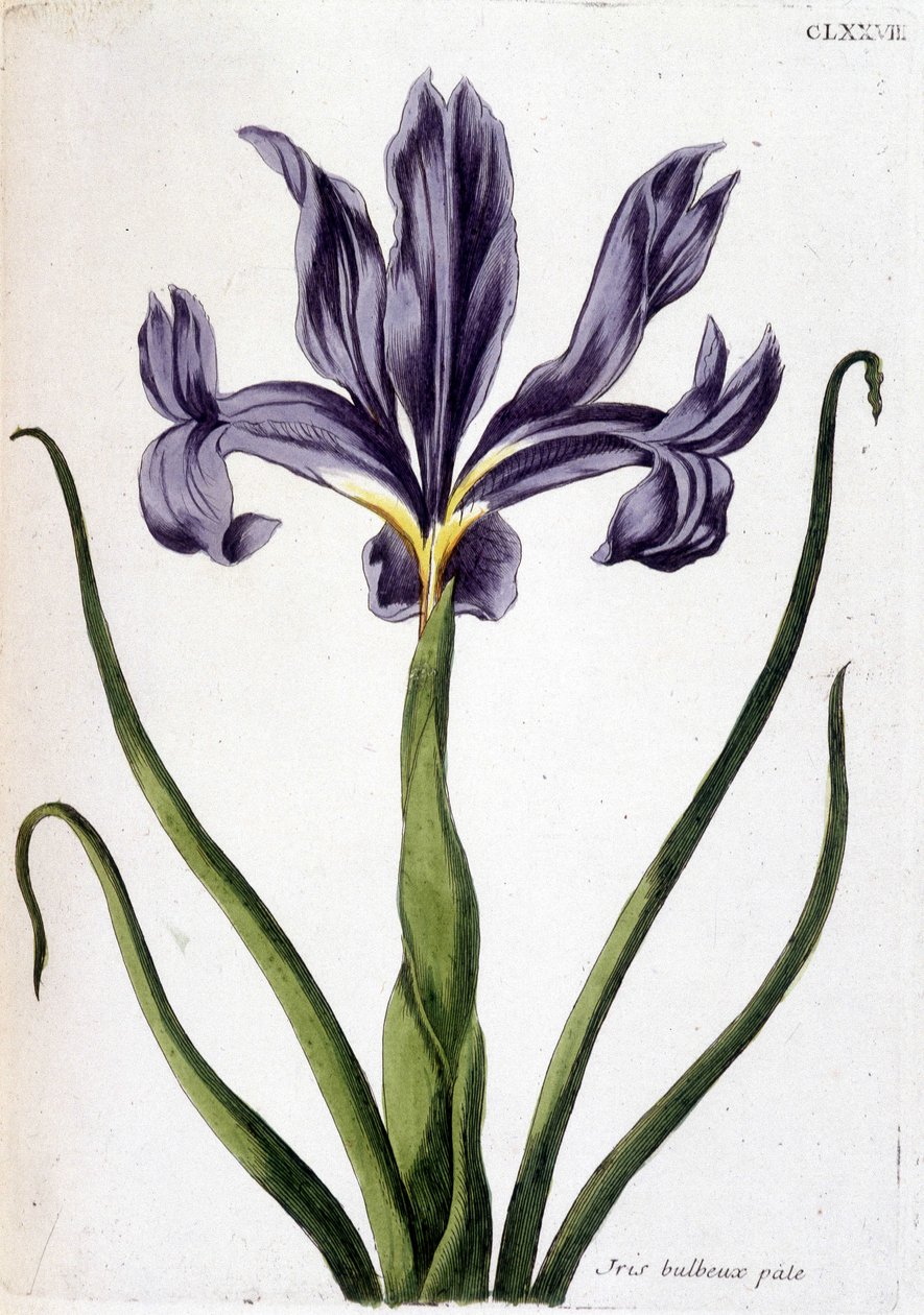 Bilinmeyen resim by Maria Sibylla Merian