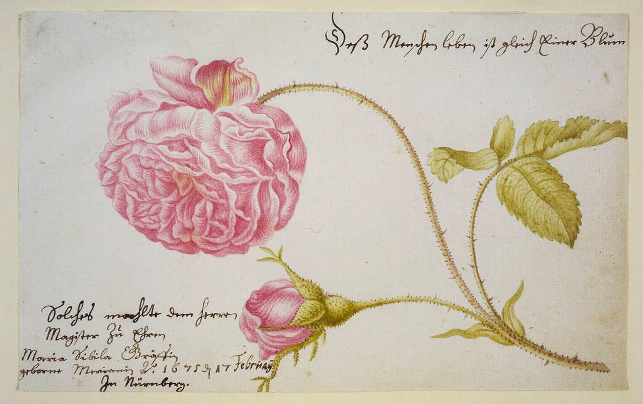 Güllü albüm sayfası, 1675 by Maria Sibylla Merian
