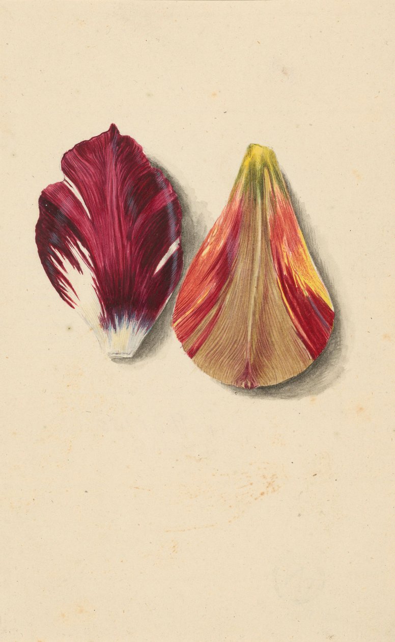 İki lale yaprağı. by Maria Sibylla Merian
