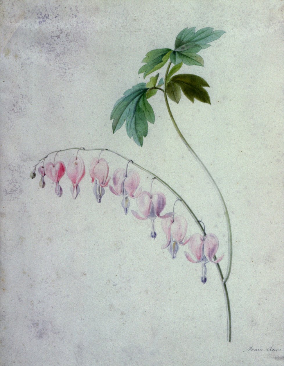 Çiçek Parçaları by Marie Anne