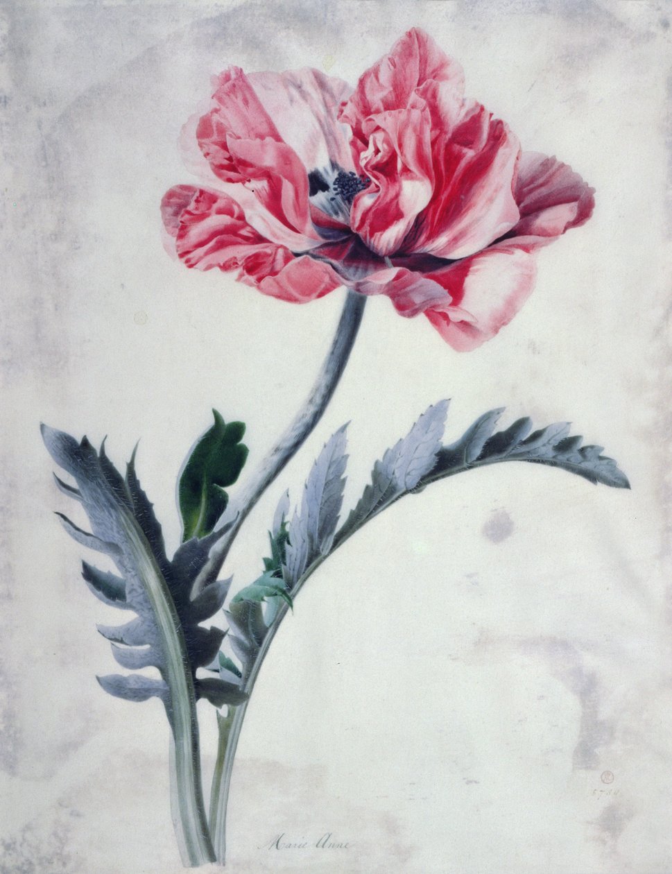 Çiçek Parçaları, Oryantal Haşhaş by Marie Anne