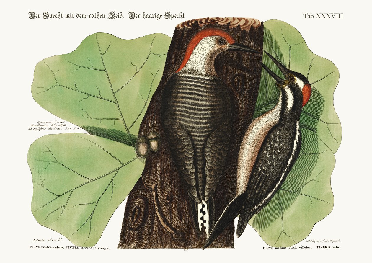 Kırmızı karınlı Ağaçkakan. Kıllı Ağaçkakan., 1749-73 by Mark Catesby
