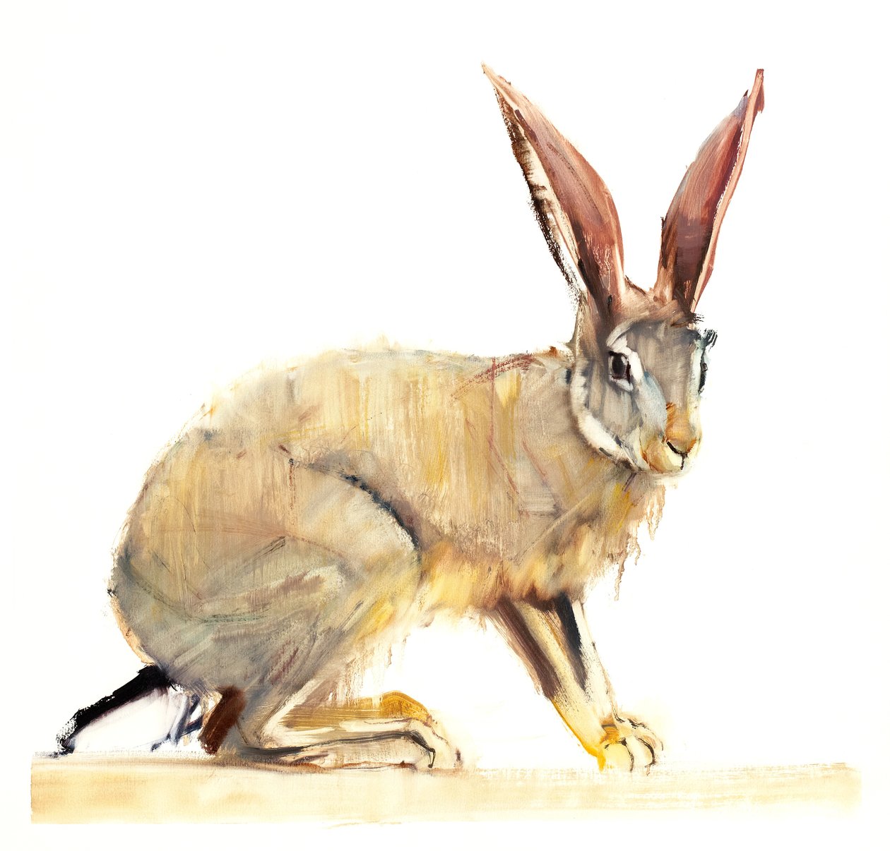 Cape Hare, 2010 (kağıt üzerine yağlı boya) by Mark Adlington