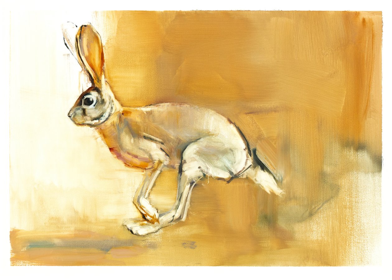 Cape Hare, 2010 (kağıt üzerine yağlı boya) by Mark Adlington