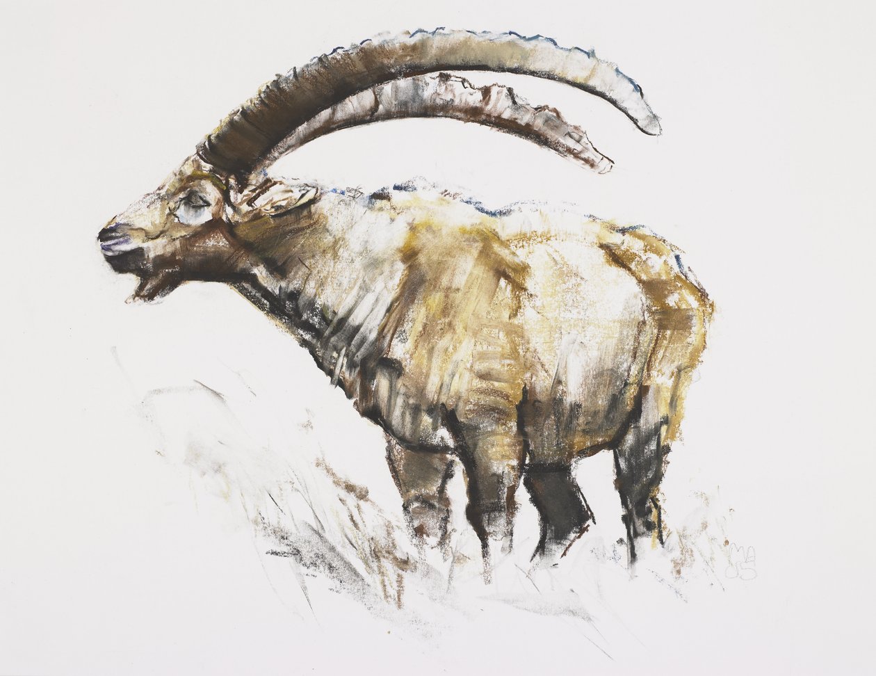 Ibex, Noasca (kağıt üzerinde kömür ve conte) by Mark Adlington