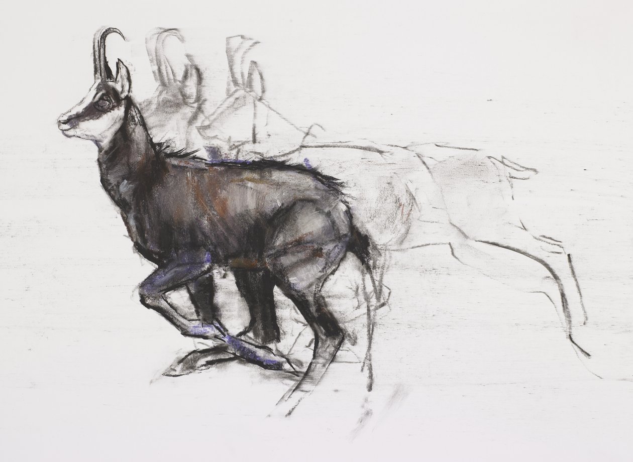 Koşu Chamois (kağıt üzerinde kömür ve conte) by Mark Adlington