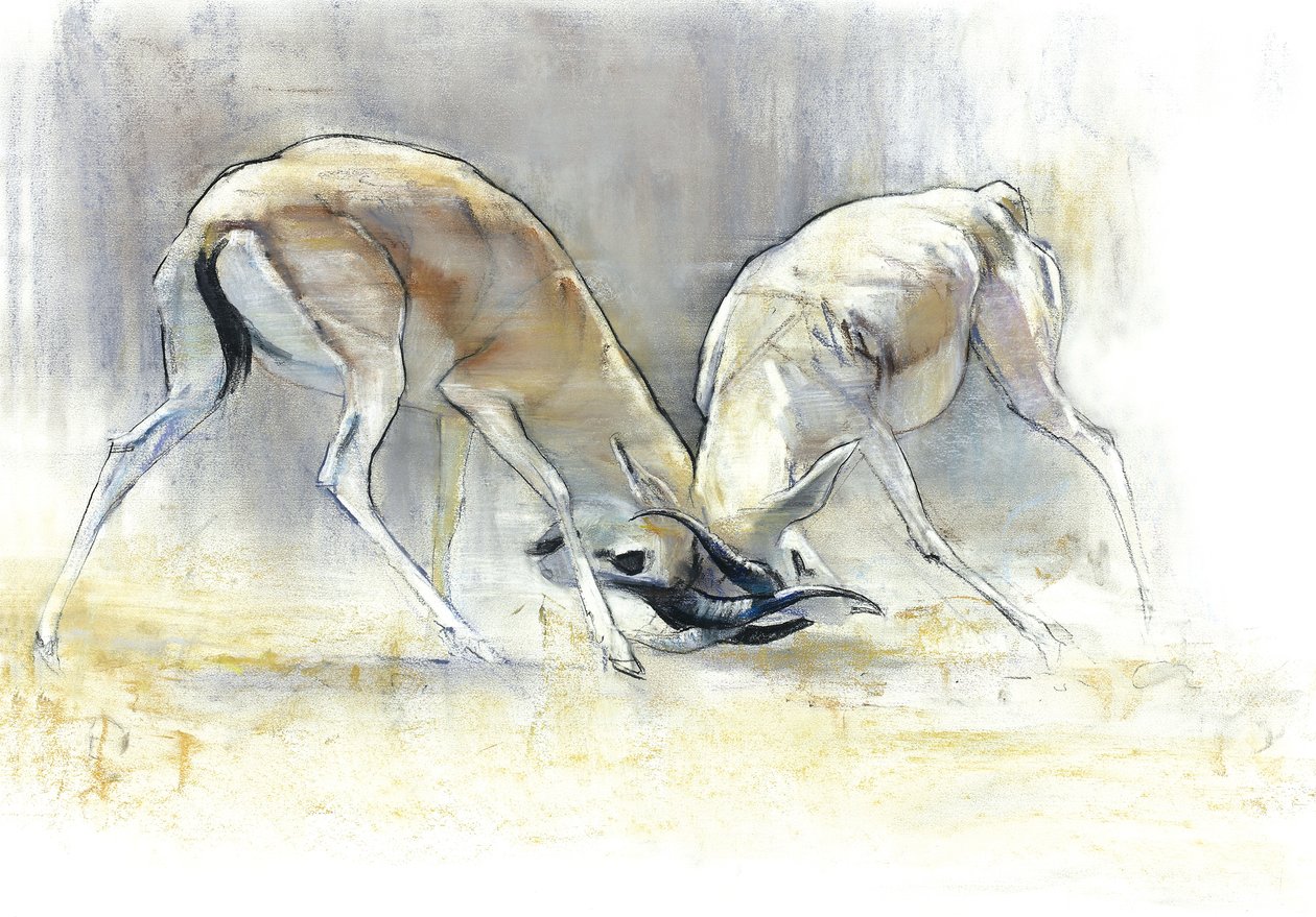 Kum Gazelleri, 2009 (kağıt üzerinde konte ve kömür) by Mark Adlington