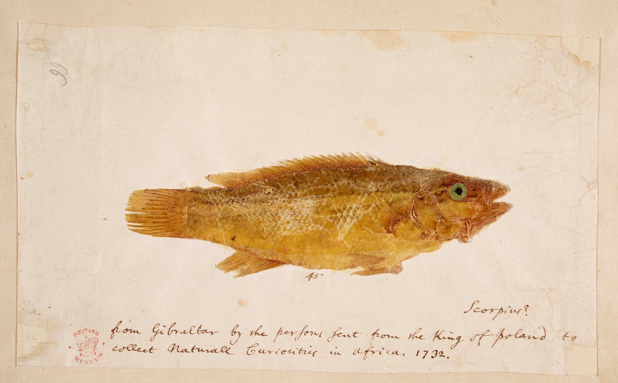 Bir balık. by Mark Catesby