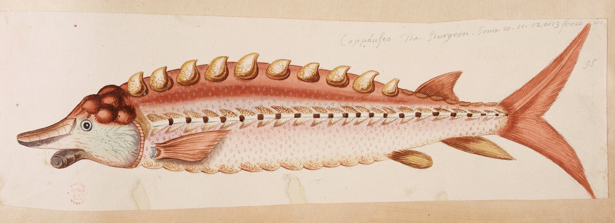 Bir balık. by Mark Catesby