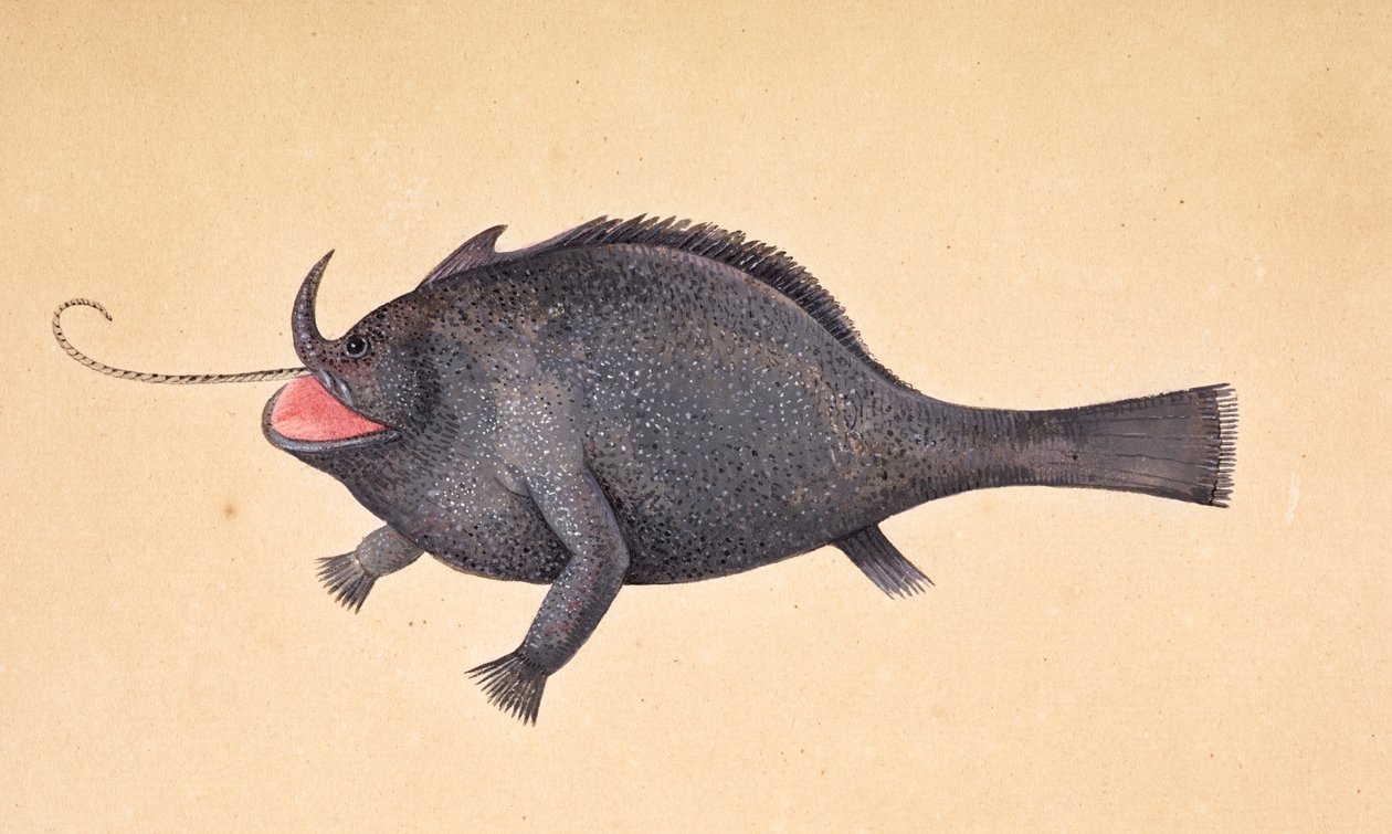 Bir balık. by Mark Catesby