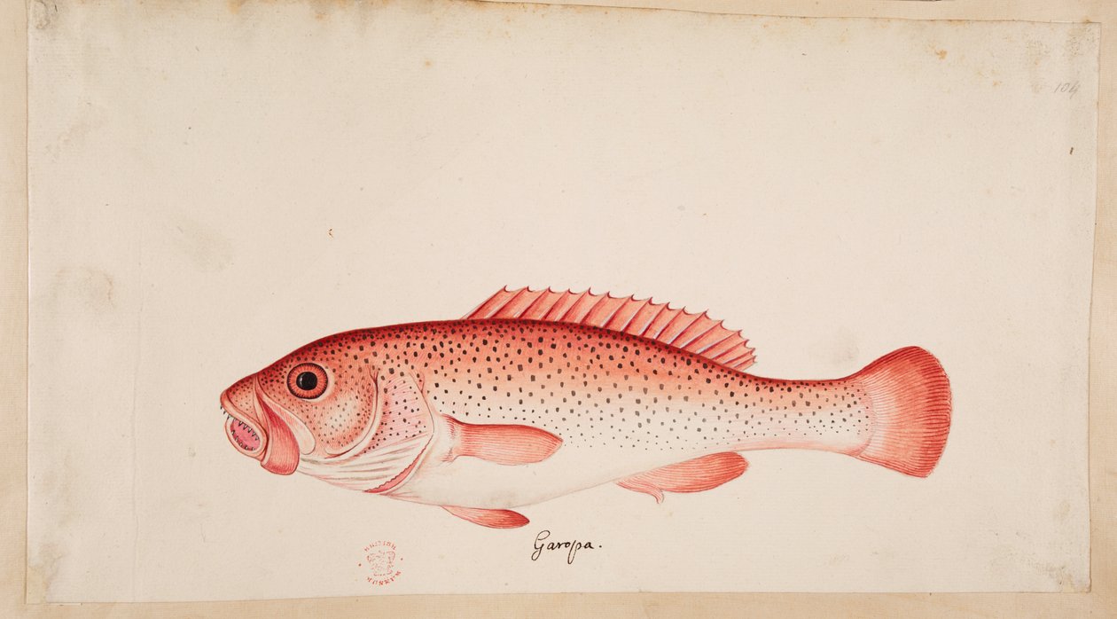 Bir balık. by Mark Catesby