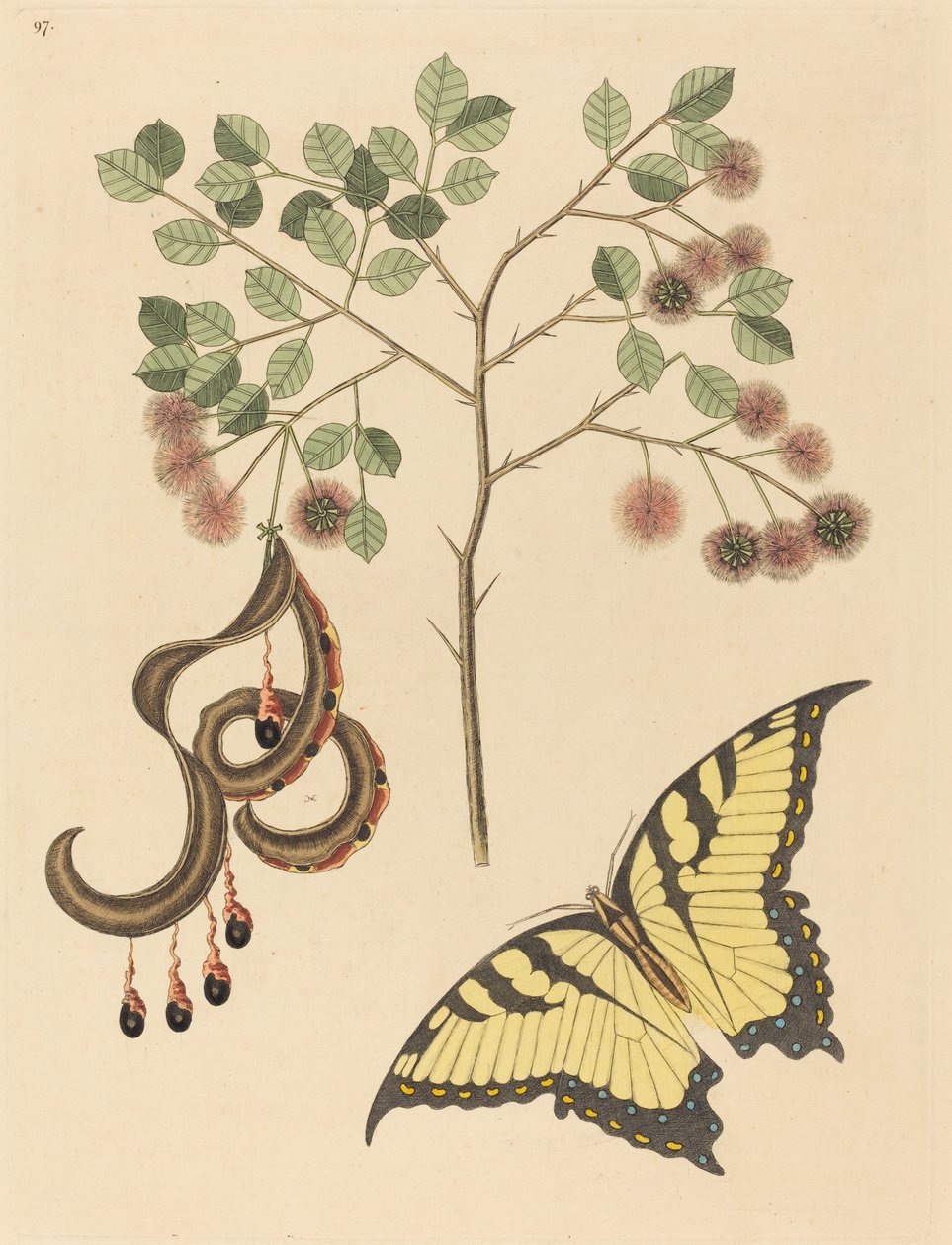 Kedi Pençesi Mimoza circinalis, 1731-1743