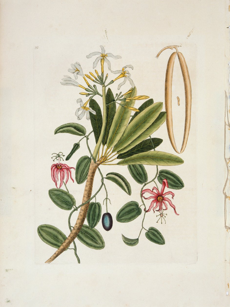 Plumeria obtusa L. Singapur Frangipani, c1700-1740. by Mark Catesby
