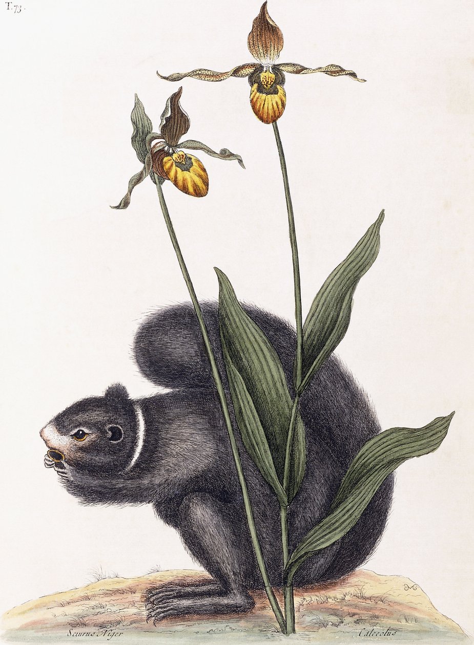 Sciurnus Nijer by Mark Catesby
