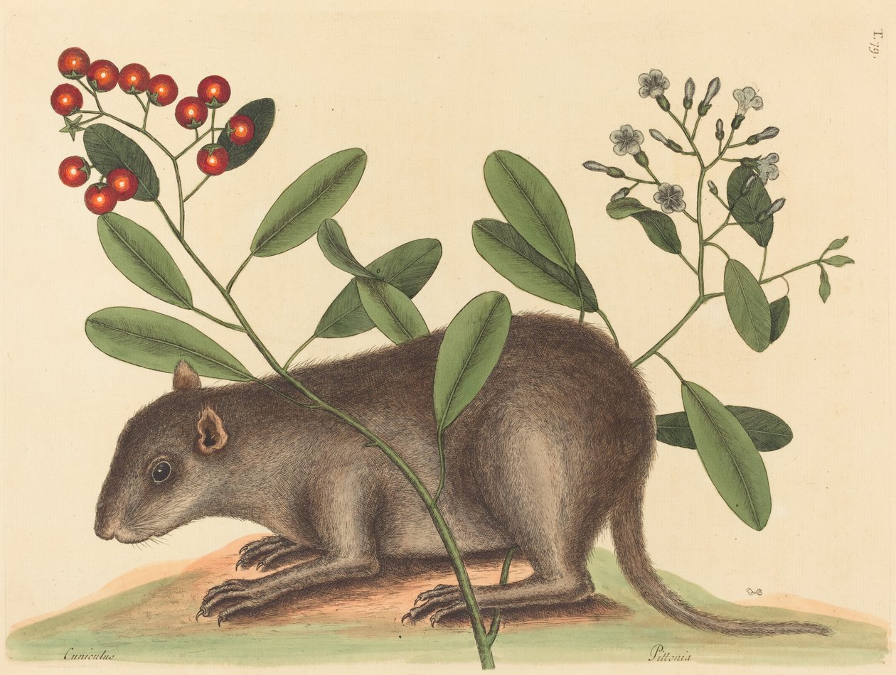 Bahama Coney (Mus Monax) by Mark Catesby