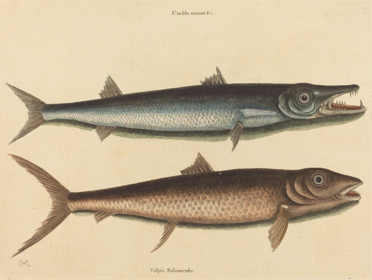 Barracuda (Esox barracuda) by Mark Catesby